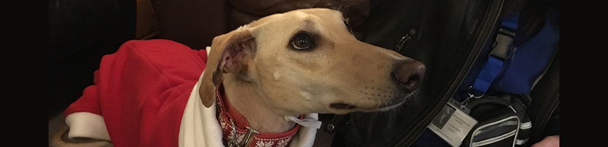 Turkey the lurcher wearing a Christmas outfit